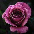 無邊框紫玫瑰