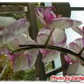 斑紫大朵蘭花