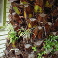 臥室窗外的大棕櫚，繞著樹幹種些花草很有趣