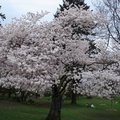Q.E Park盛開的巨大櫻花樹