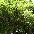 18小白宮外加州隨處可見的橘子樹