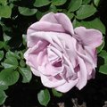 21盛開的淺紫玫瑰