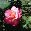 22盛開的粉紅、淺黃雙色玫瑰；有香氣。