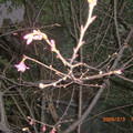 侉晚拍攝自家門前未完全綻開的櫻花樹
晨間拍攝含苞待放櫻花樹