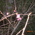 侉晚拍攝未完全綻開的櫻花樹-3