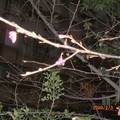 侉晚拍攝未完全綻開的櫻花樹-2