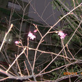 侉晚拍攝未完全綻開的櫻花樹-1