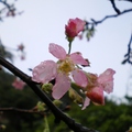 紅淡山的櫻花 - 1
