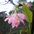 紅淡山的櫻花 - 2