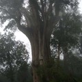 國民黨砍『巨大的神木』已50多年了，停止，還給台灣壯碩的檜木群原始林！
『棲蘭山，南湖大山，北橫，奇萊山‧‧‧』，管理權趕快交出來吧！