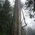 神木如果分枝，就不是神木，直立，挺拔，堂堂正正的台灣人與文化，這才叫做『檜木之神木』。
