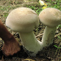 蘑菇
小小一朵
台灣蘑菇之神
一個
約20公斤
食物的創造
才會吃不完
才不用『人殺人，人搶人』
安定富裕的象徵
台灣蘑菇之神
造就平安幸福的故鄉