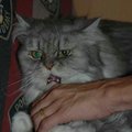 Kyros是我婆婆養的貓咪,長毛波斯貓,今年三月剛滿十一歲,他是一隻害羞的公貓,除了吃和睡覺,看到母貓會皮皮ㄔㄨㄚˋ之外,沒有啥特殊才藝!