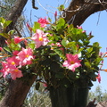家裡的花花世界- 粉紅喇叭藤