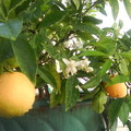 橘樹與橘花