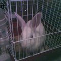 楓家的兔子（奇奇）