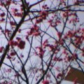 威秀旁的櫻花
