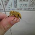 土黃金龜