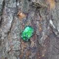 綠寶石金龜