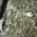 小蛞蝓和小蝸牛