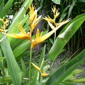 台北植物園2008年8月31日