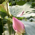 台北植物園2008年8月31日