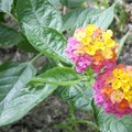 台北植物園2008年8月31日