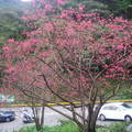 櫻花開在山路上