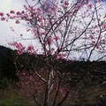 山櫻花