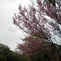 櫻花