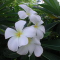 帛琉國花-雞蛋花