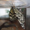 小小動物園的大白斑蝶