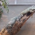 小小動物園的綠鬣蜥