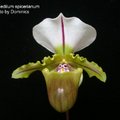 Paphiopedilum spicerianum