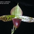 Paphiopedilum sukhakulii