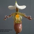 Paphiopedilum tranlienianum