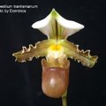 Paphiopedilum tranlienianum