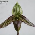 Paphiopedilum wardii