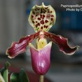 Paphiopedilum henryanum