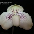 Paphiopedilum leucohilum