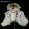 Paphiopedilum leucochilum