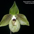 Paphiopedilum malipoense