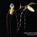 Paphiopedilum philippinense