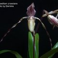 Paphiopedilum praestans