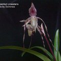 Paphiopedilum praestans-1