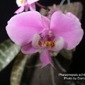 Phalaenopsis schilleriana-1