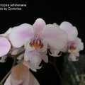 Phalaenopsis schilleriana-2