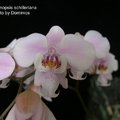 Phalaenopsis schilleriana-3