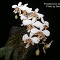 Phalaenopsis stuartiana