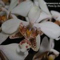 Phalaenopsis stuartiana-1